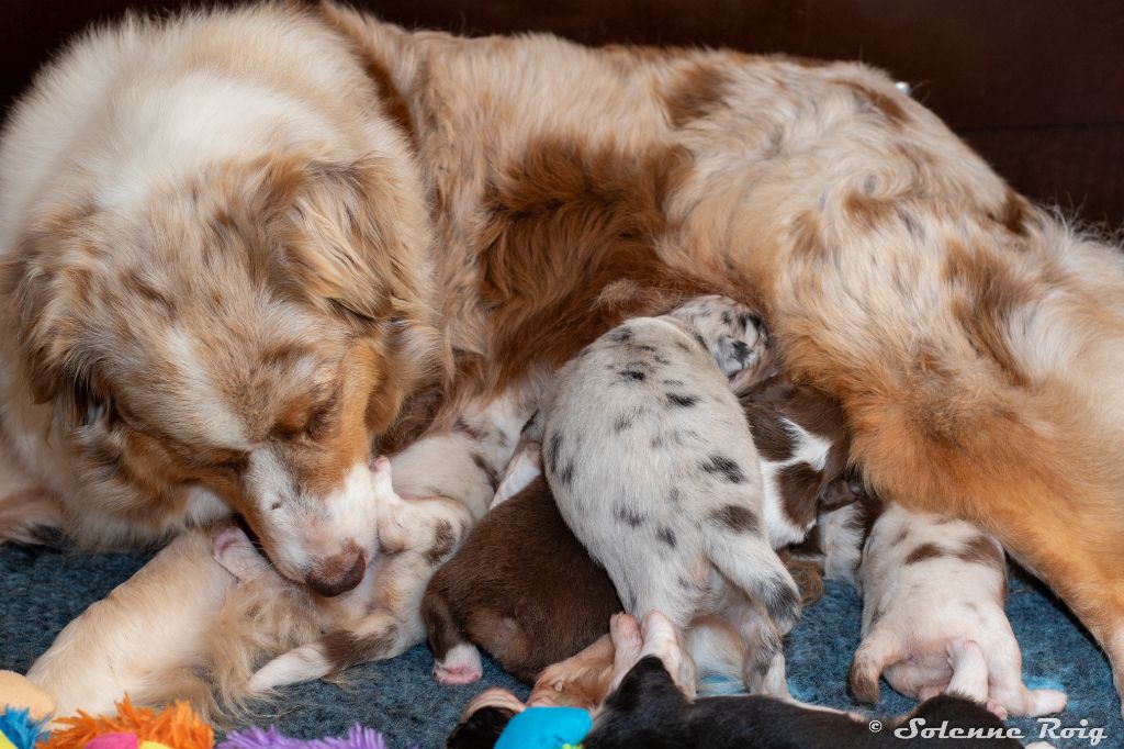 chiot Berger Australien of Sipawaban