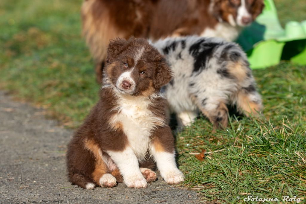 chiot Berger Australien of Sipawaban