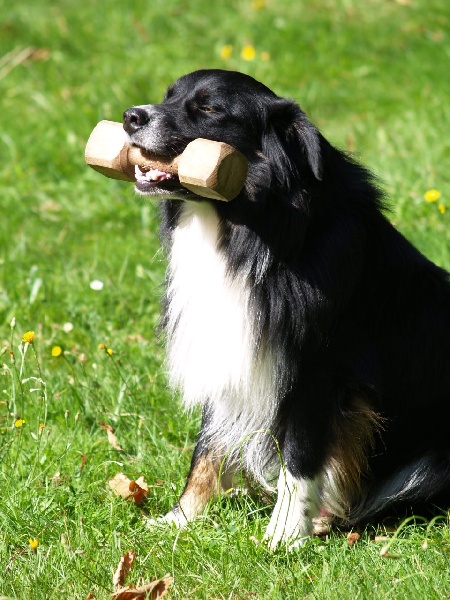 Feather craft fly of Sipawaban