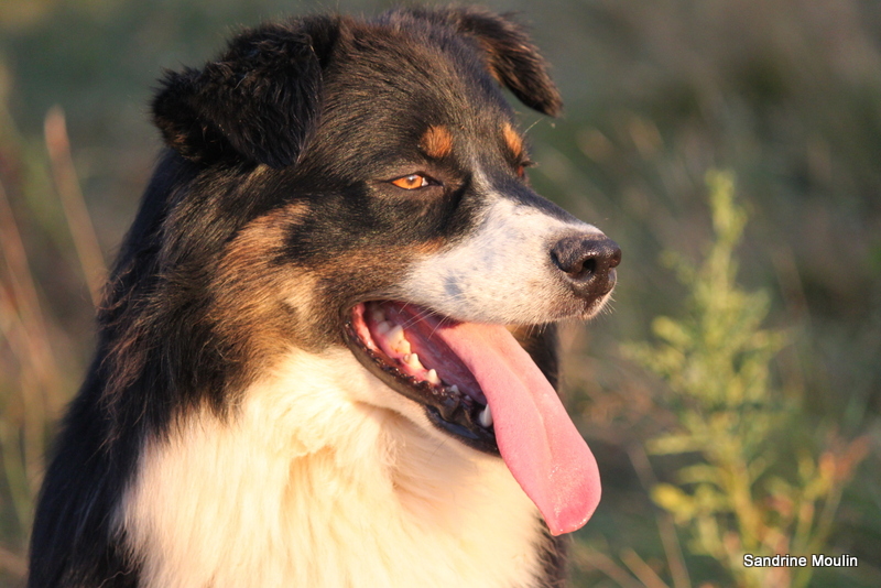 Flannel beauty of Sipawaban