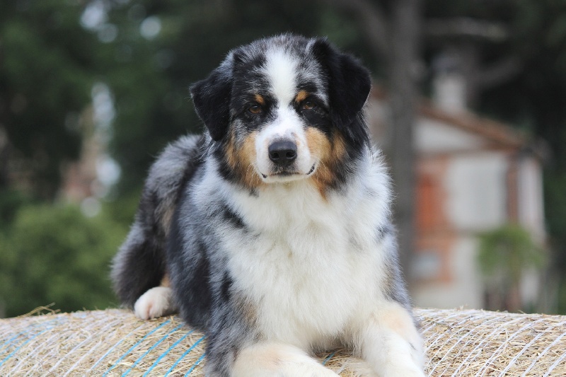 Daytona kansas girl of Sipawaban