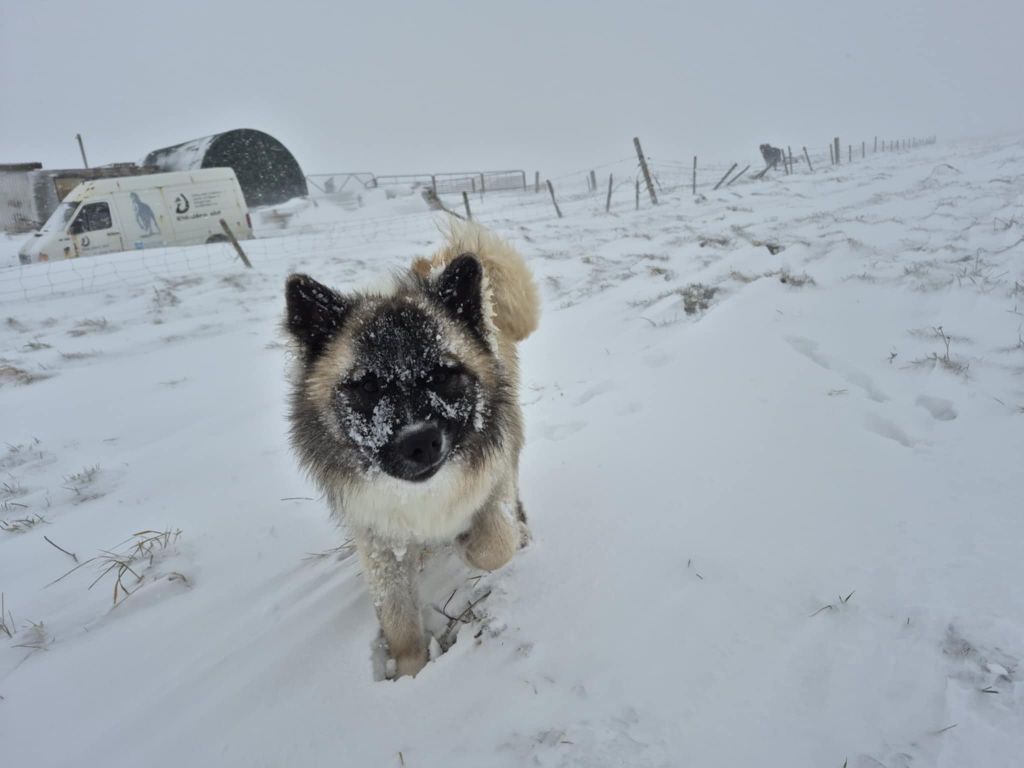 stokk-sels Sámur ii