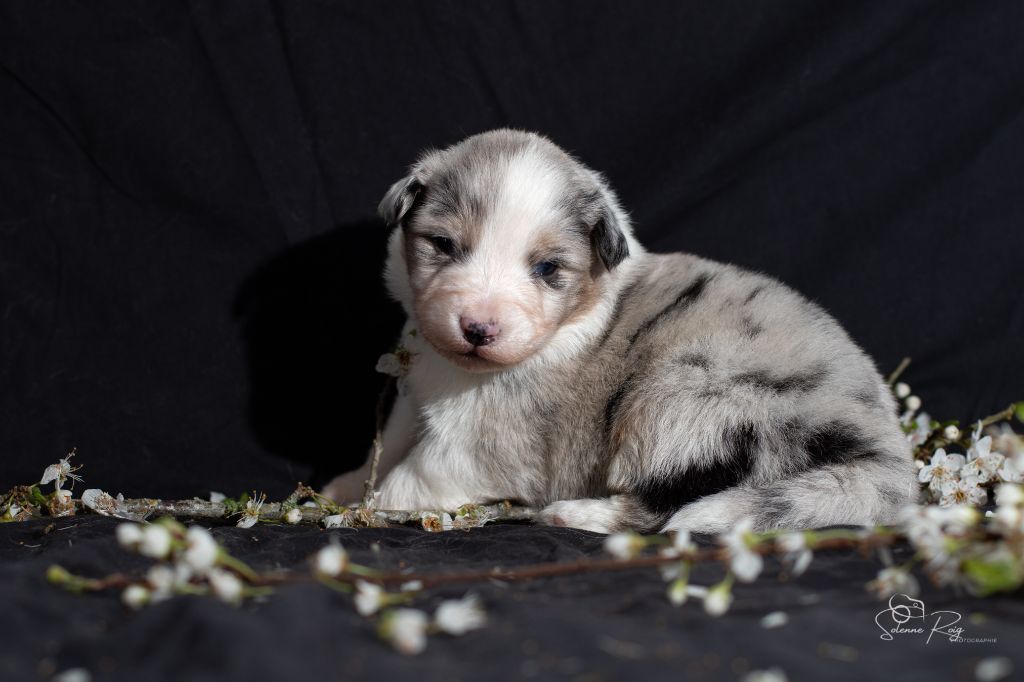 of Sipawaban - Chiots disponibles - Berger Australien