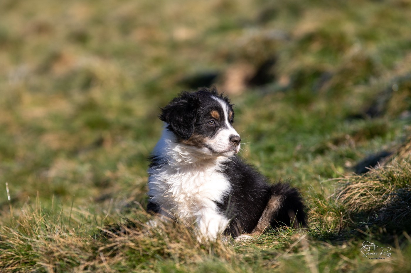 of Sipawaban - Chiots disponibles - Berger Australien