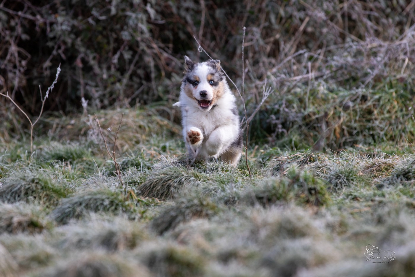 of Sipawaban - Chiots disponibles - Berger Australien