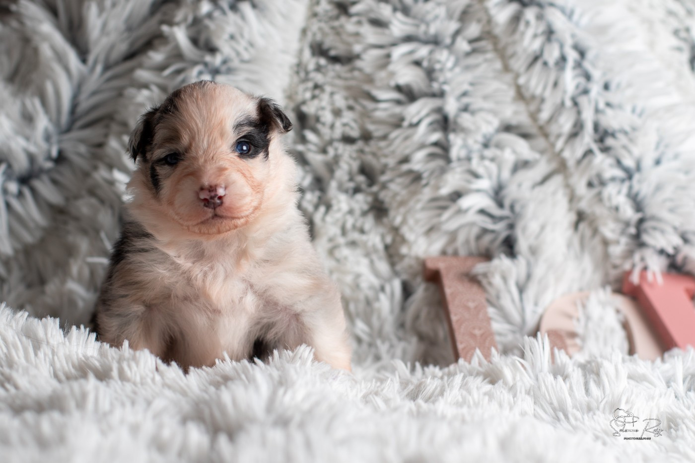 of Sipawaban - Chiots disponibles - Berger Australien