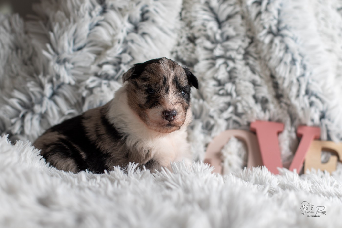 of Sipawaban - Chiots disponibles - Berger Australien