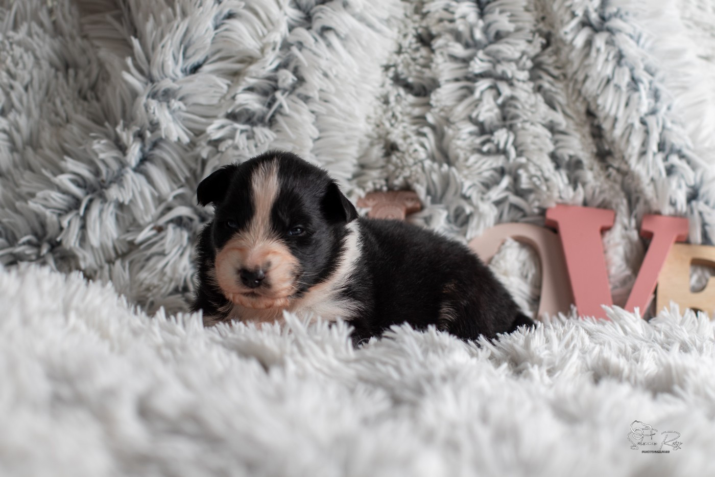 of Sipawaban - Chiots disponibles - Berger Australien