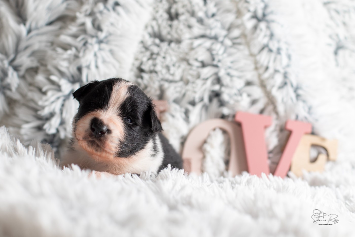 of Sipawaban - Chiots disponibles - Berger Australien