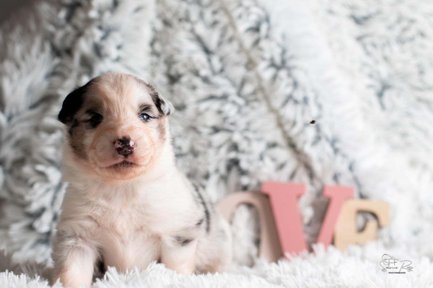 of Sipawaban - Chiots disponibles - Berger Australien