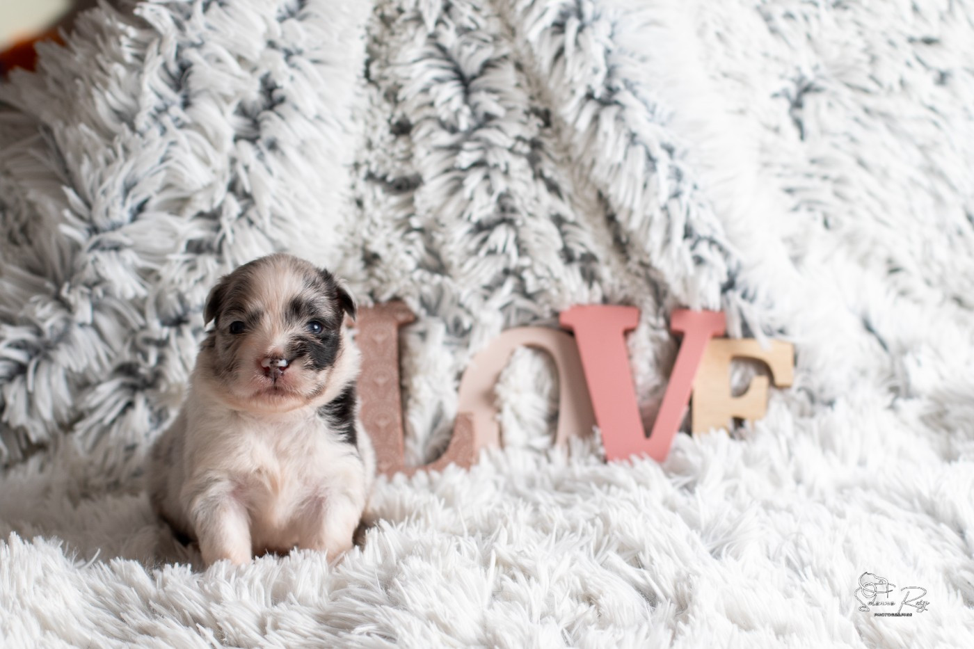 of Sipawaban - Chiots disponibles - Berger Australien