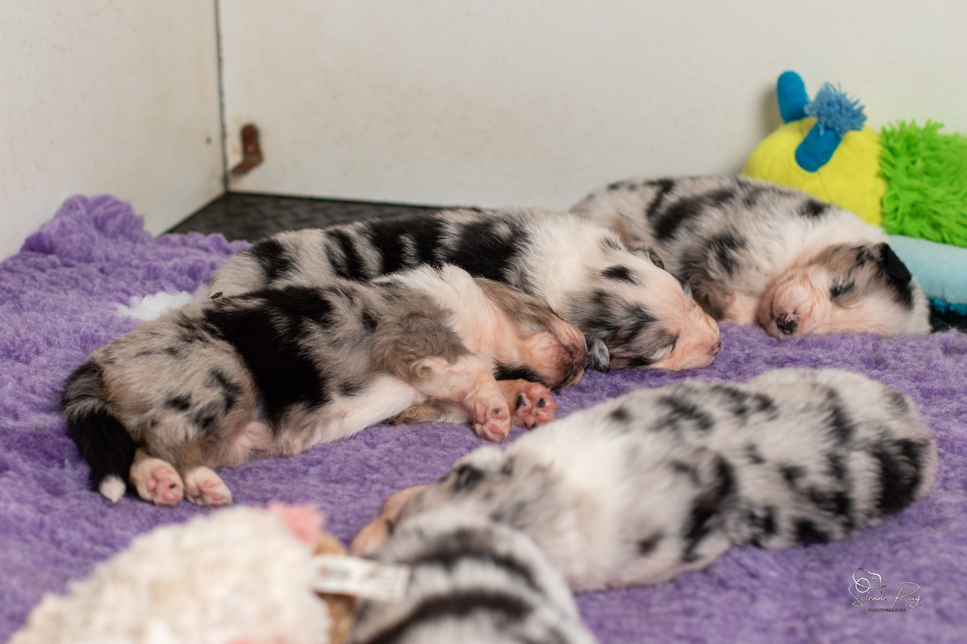 Chiot Berger Australien of Sipawaban