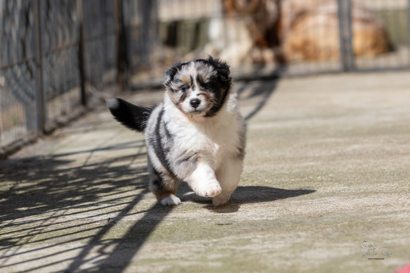 of Sipawaban - Chiots disponibles - Berger Australien