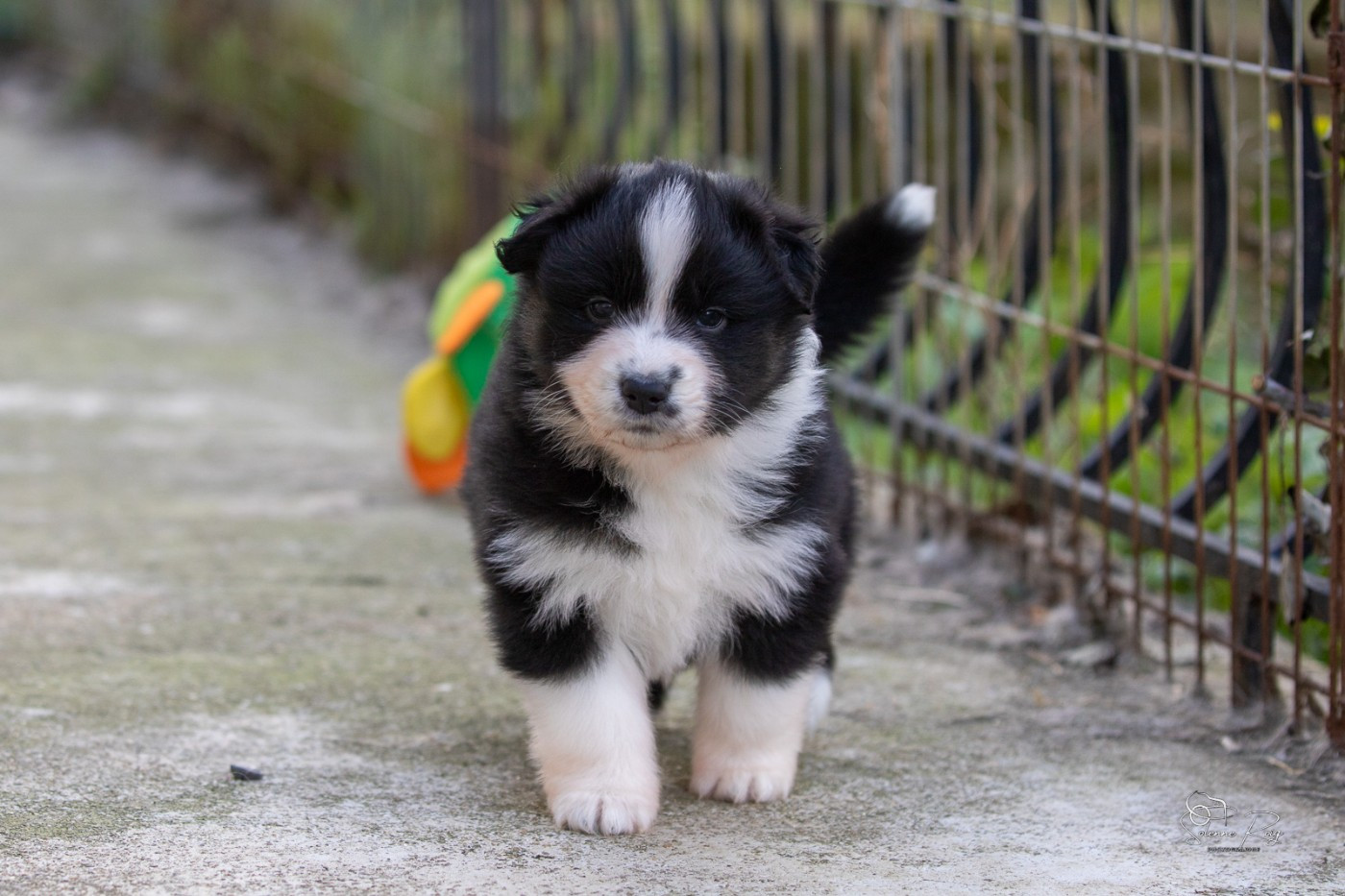 of Sipawaban - Chiots disponibles - Berger Australien