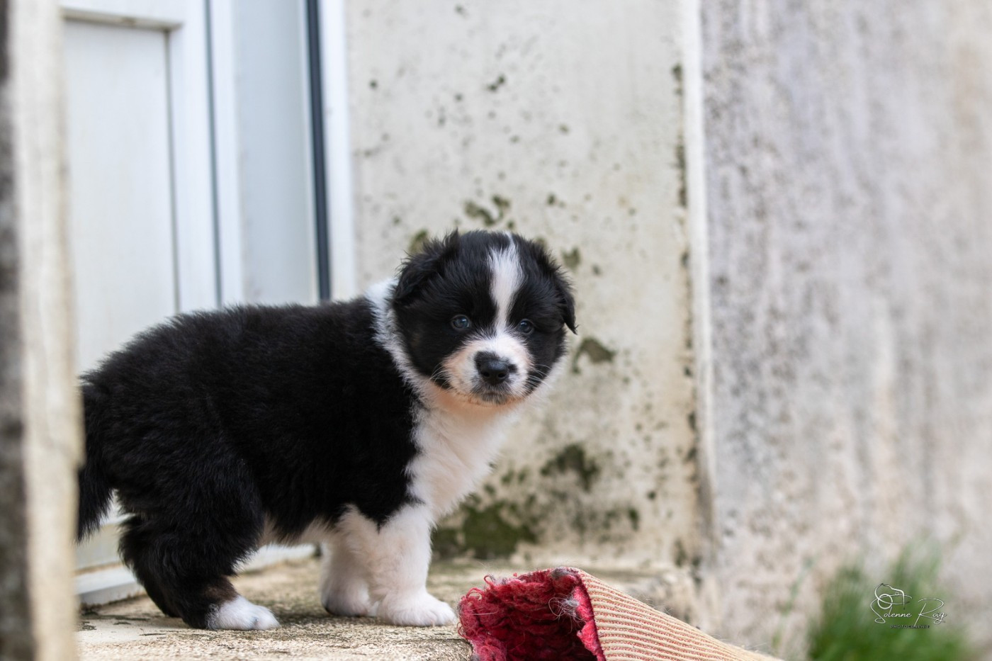 of Sipawaban - Chiots disponibles - Berger Australien