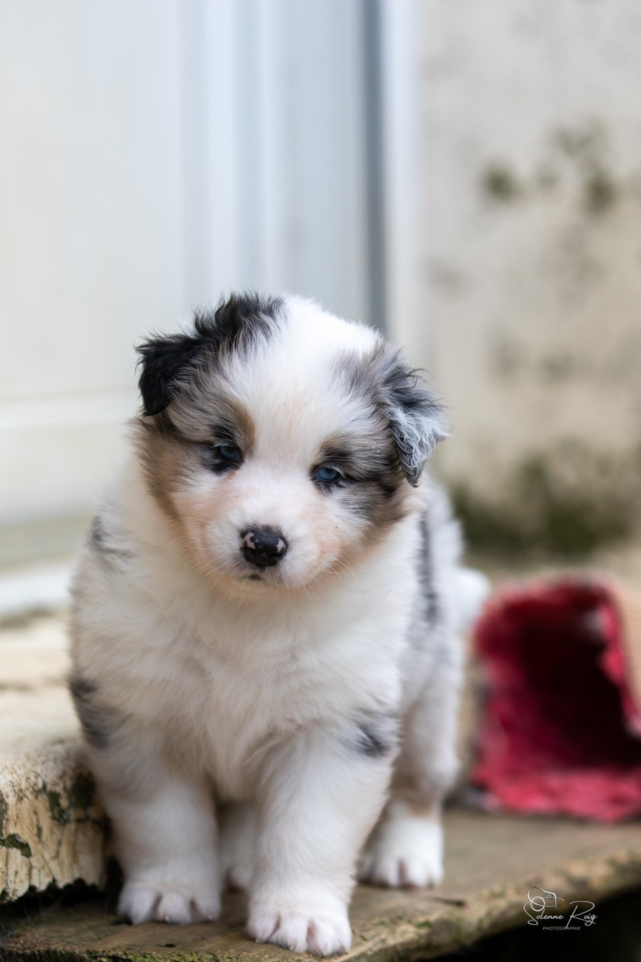 of Sipawaban - Chiots disponibles - Berger Australien