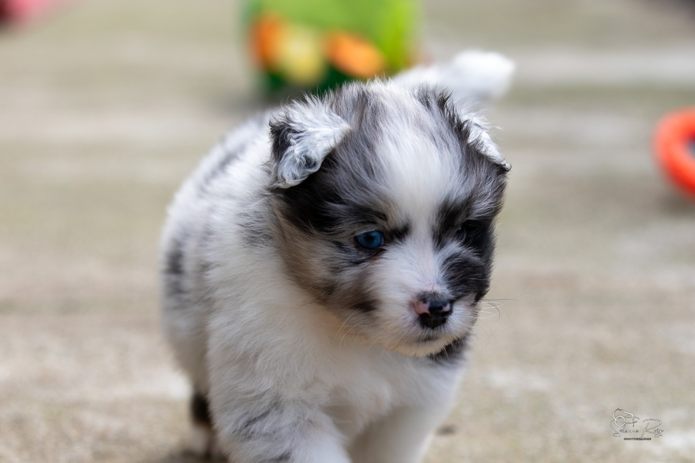 of Sipawaban - Chiots disponibles - Berger Australien