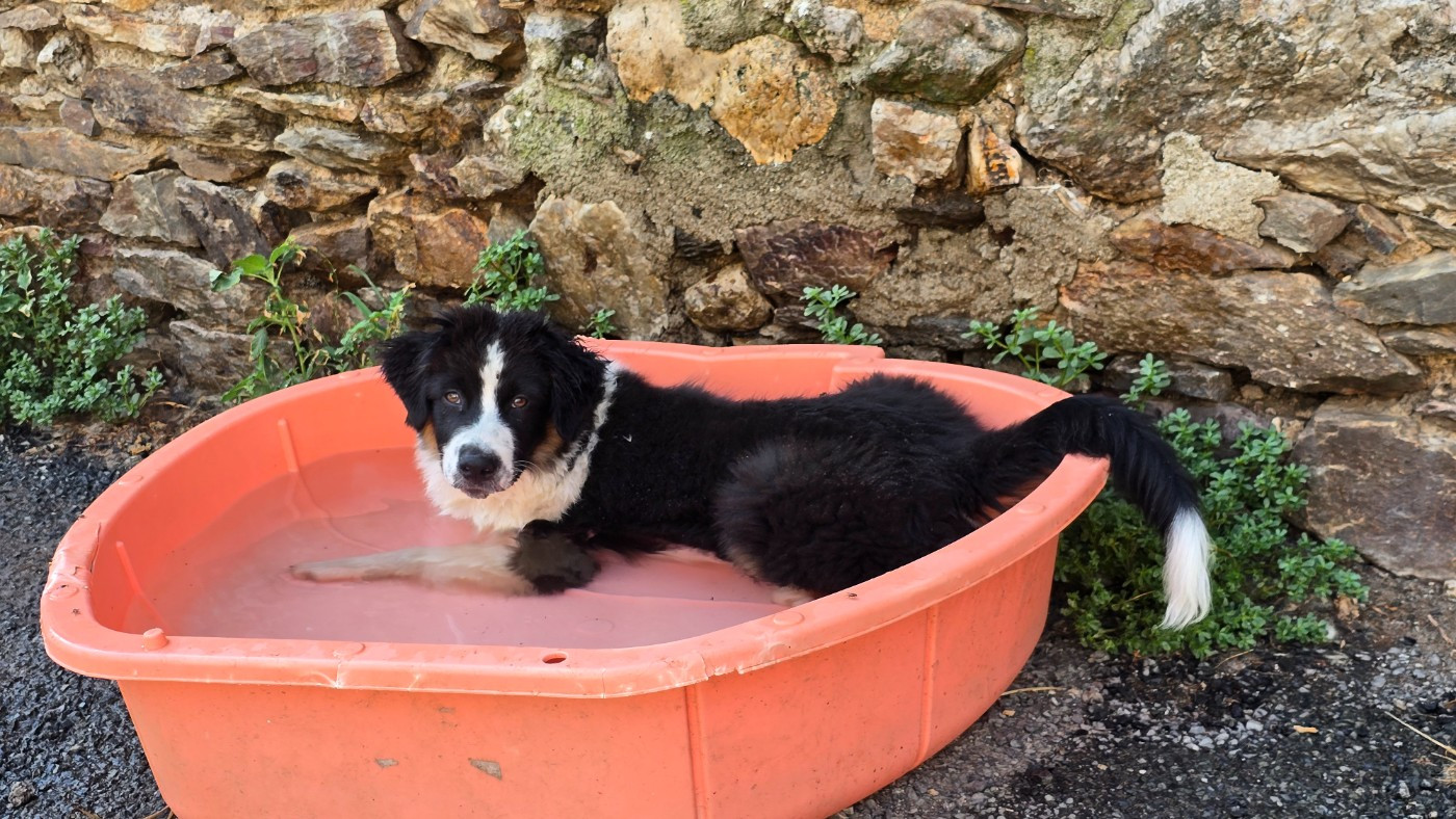 of Sipawaban - Chiots disponibles - Berger Australien