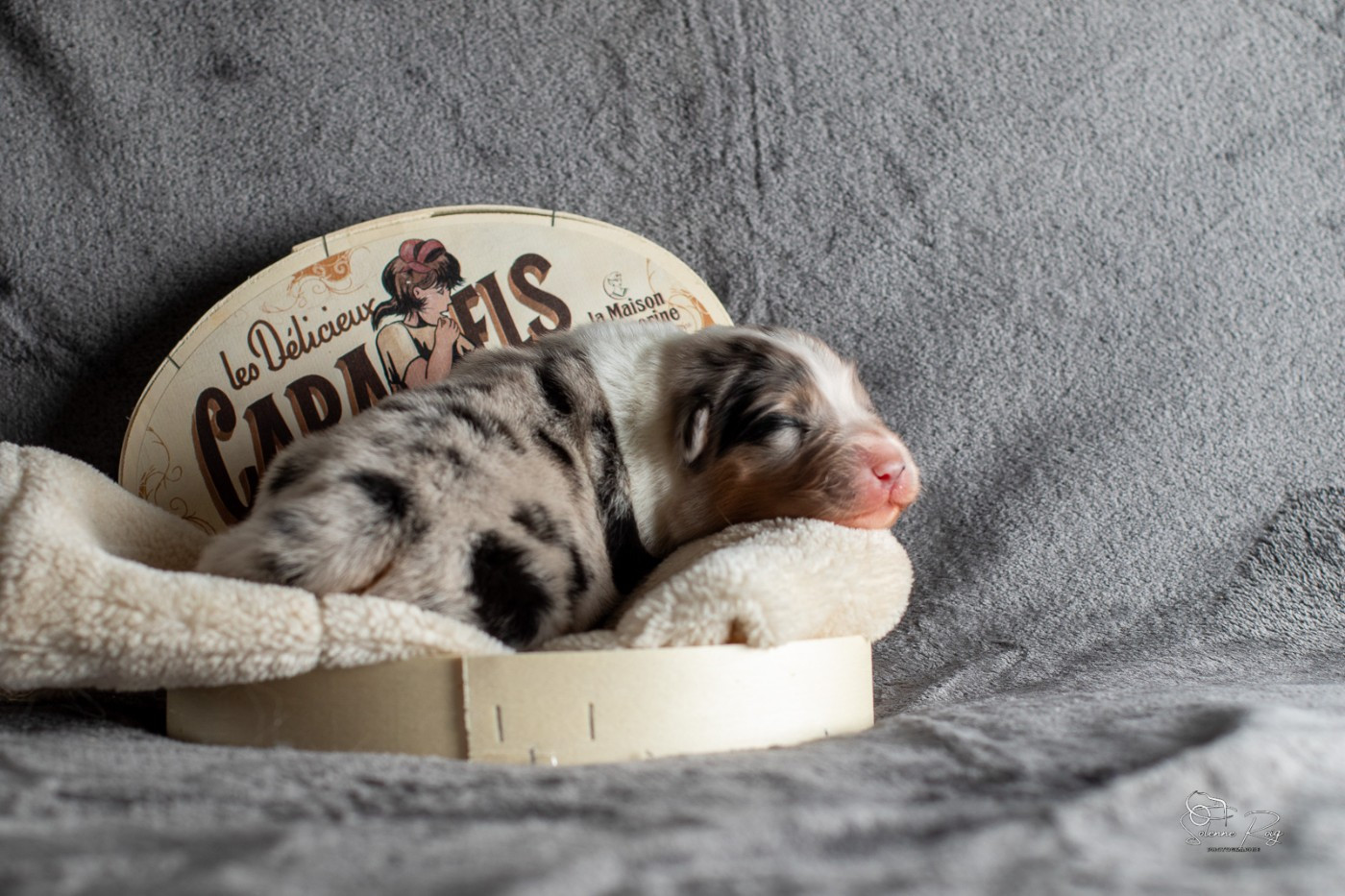 of Sipawaban - Chiots disponibles - Berger Australien
