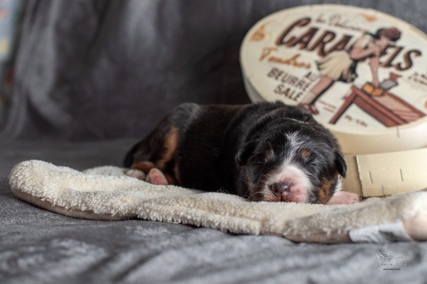 of Sipawaban - Chiots disponibles - Berger Australien
