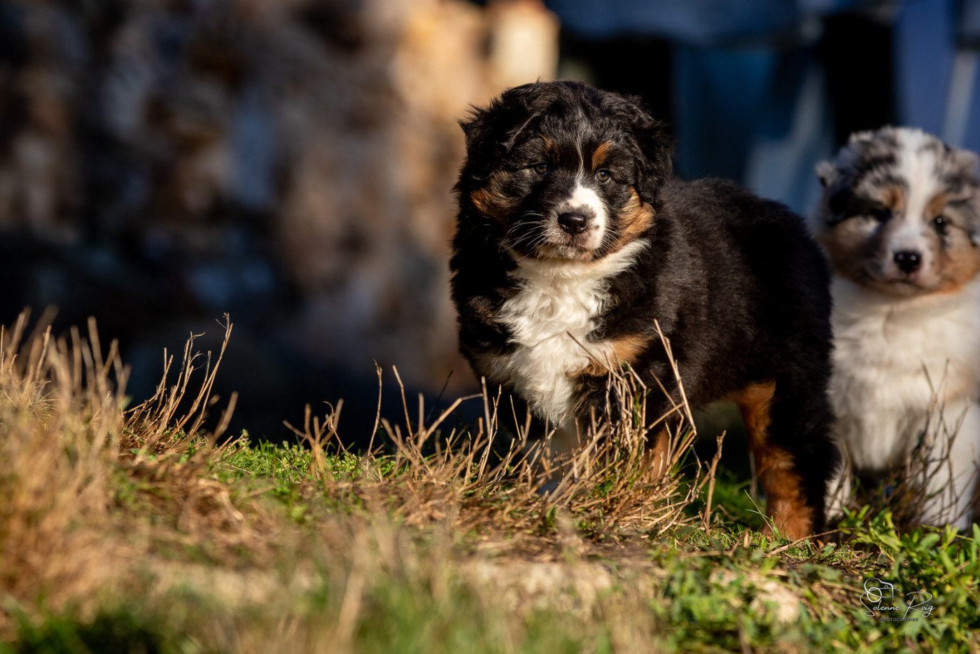 of Sipawaban - Chiots disponibles - Berger Australien