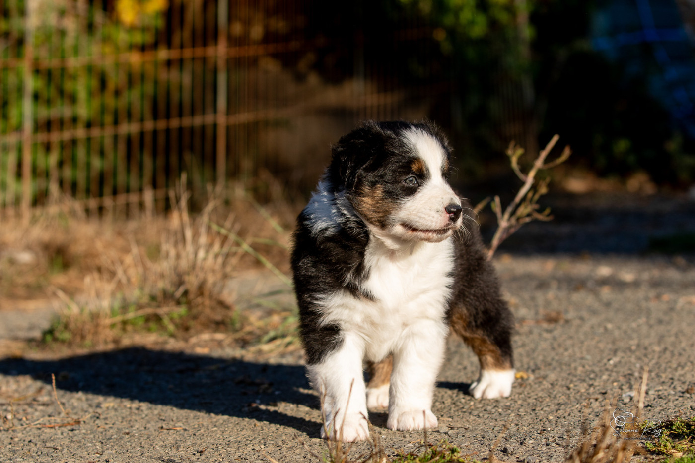 of Sipawaban - Chiots disponibles - Berger Australien