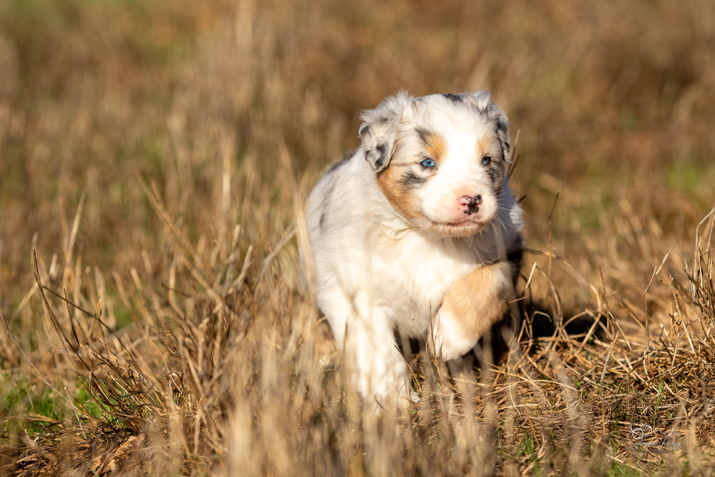 of Sipawaban - Chiots disponibles - Berger Australien