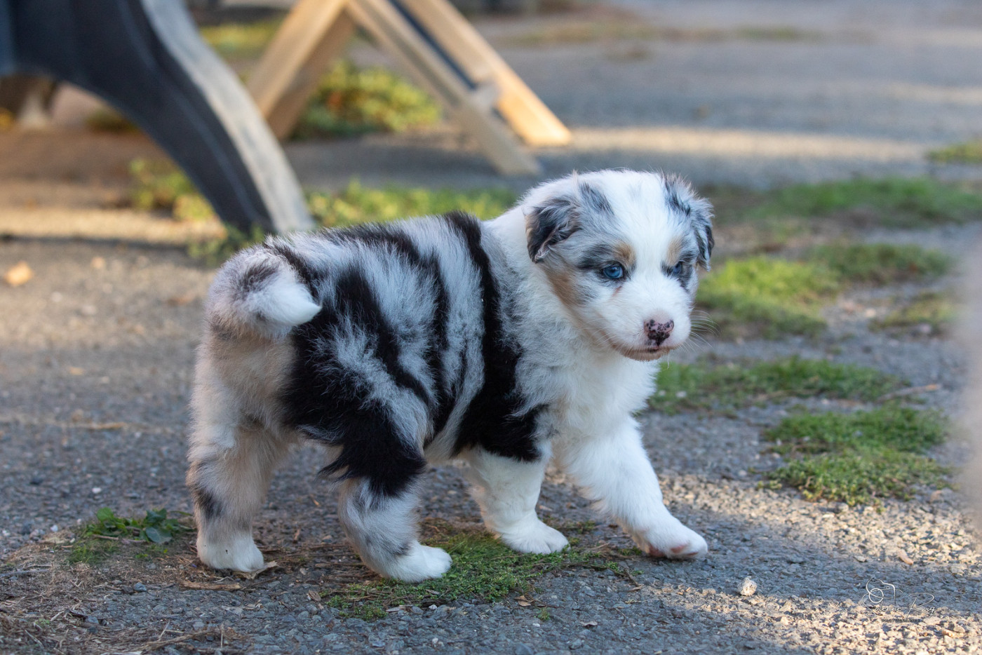 of Sipawaban - Chiots disponibles - Berger Australien