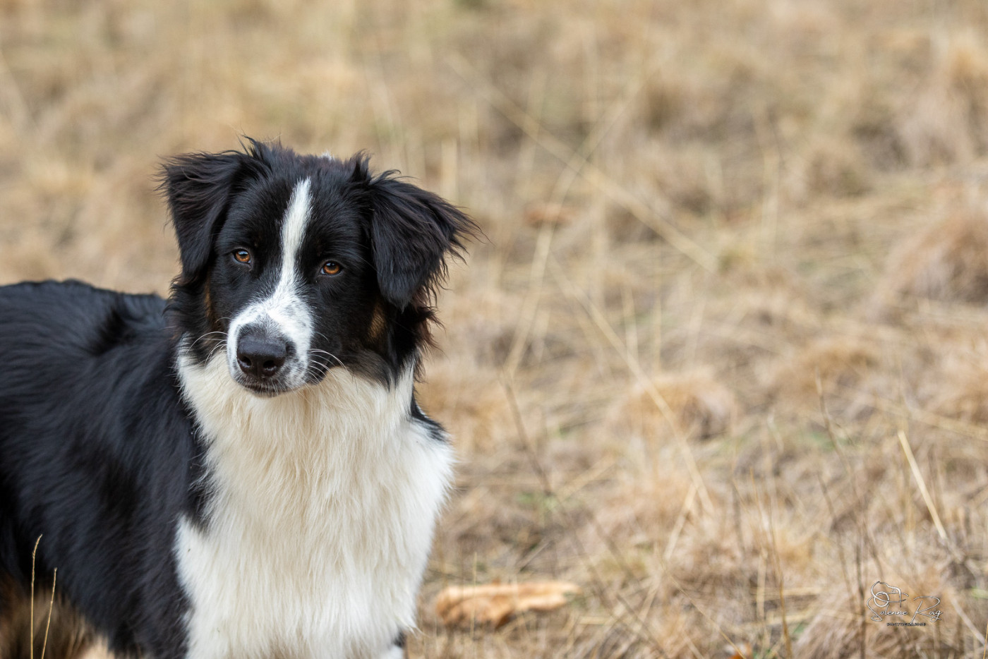 of Sipawaban - Chiots disponibles - Berger Australien