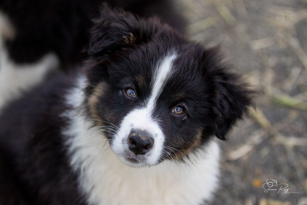 of Sipawaban - Chiots disponibles - Berger Australien