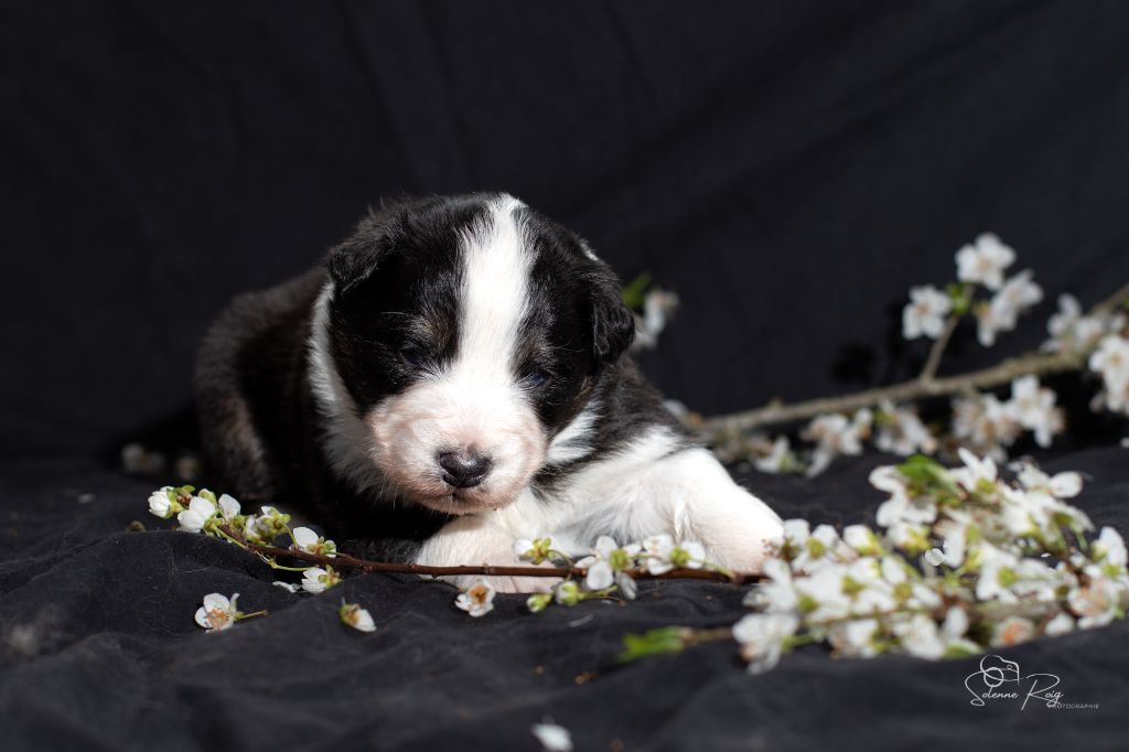 of Sipawaban - Chiots disponibles - Berger Australien