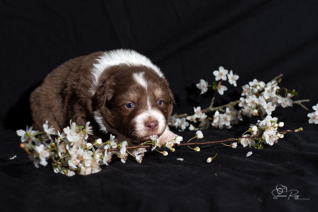 of Sipawaban - Chiots disponibles - Berger Australien