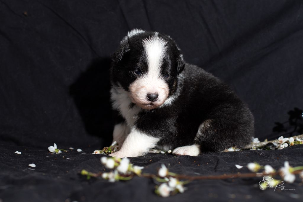 of Sipawaban - Chiots disponibles - Berger Australien