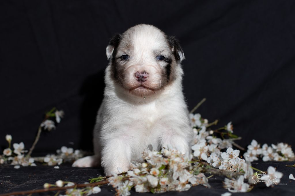 of Sipawaban - Chiots disponibles - Berger Australien