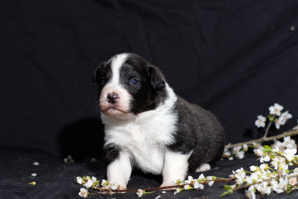 of Sipawaban - Chiots disponibles - Berger Australien