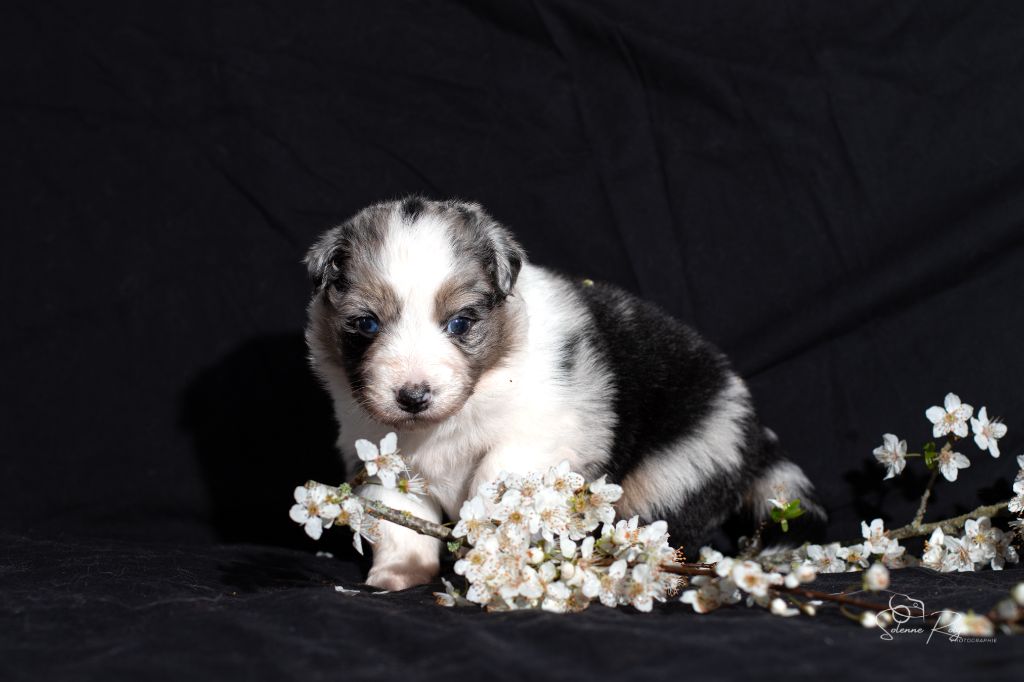 of Sipawaban - Chiots disponibles - Berger Australien