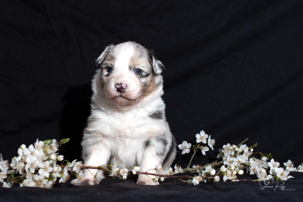 of Sipawaban - Chiots disponibles - Berger Australien