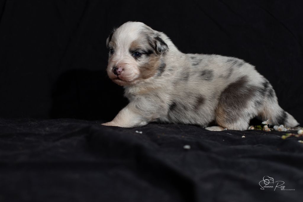 of Sipawaban - Chiots disponibles - Berger Australien