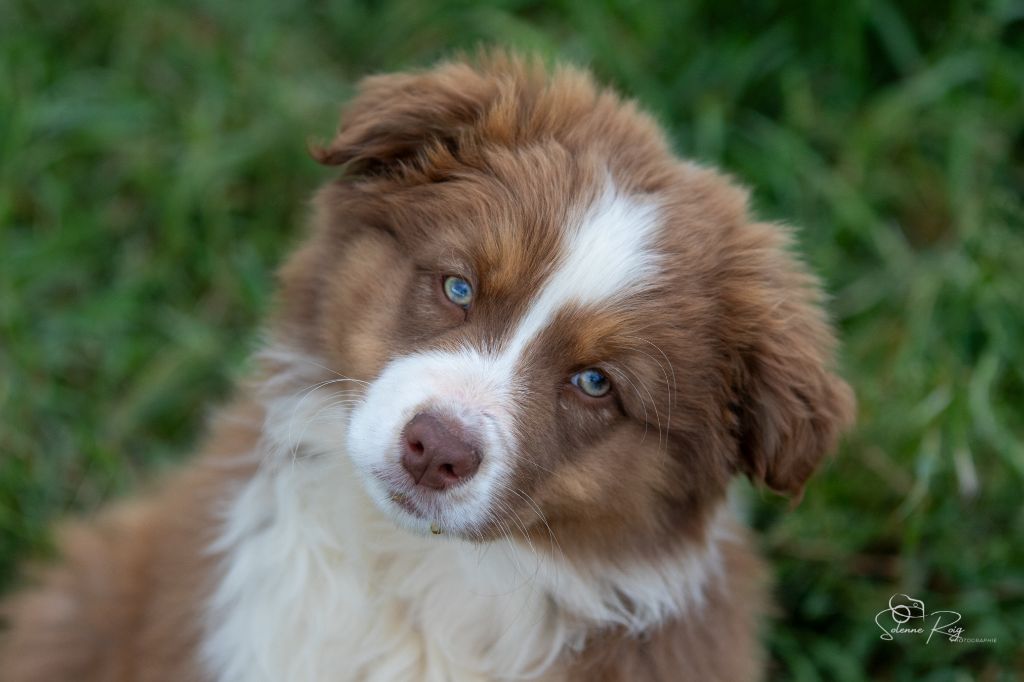 of Sipawaban - Chiots disponibles - Berger Australien